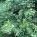 Cephalotaxus fortunei (2)